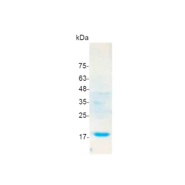 Croyez GMP® Flt-3 Ligand, Human - Image 2