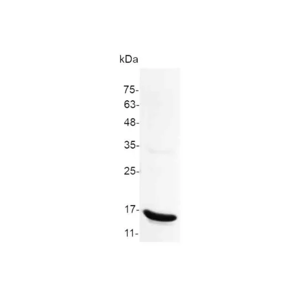 Croyez GMP® IFN gamma, Human - Image 2