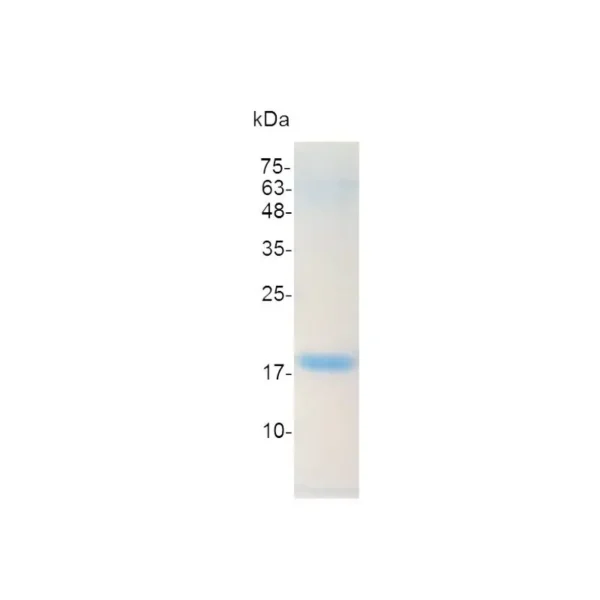 Croyez GMP® IL-1 beta, Human - Image 2