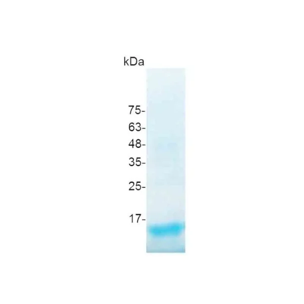 Croyez GMP® TGF beta 1, Human - Image 2