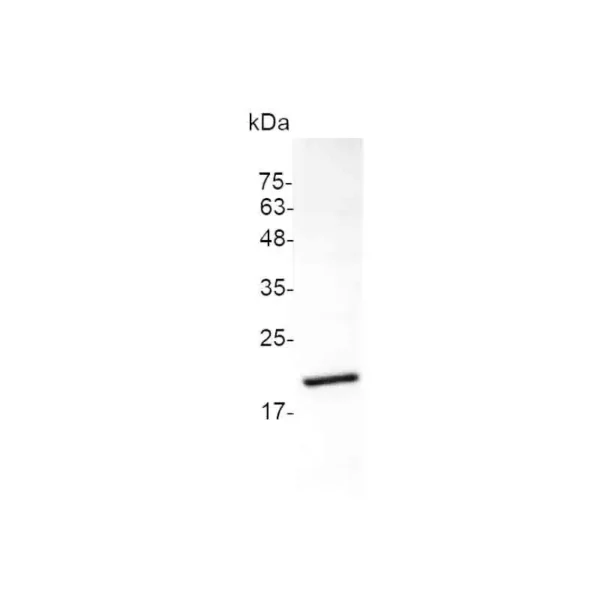 Croyez GMP® 4-1BBL, Human - Image 2