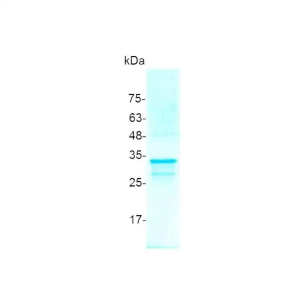 FGF-14, Human - Image 2