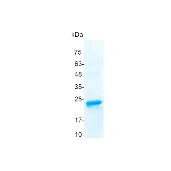FGF-20, Human - Image 2