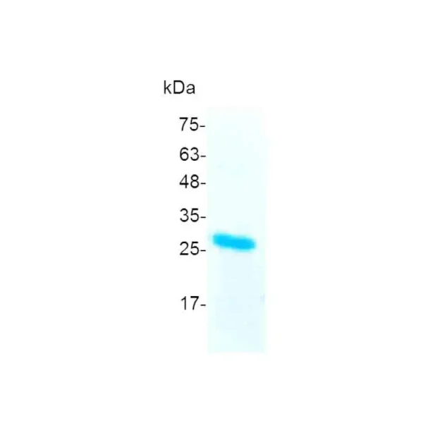 FGF-21, Human - Image 2