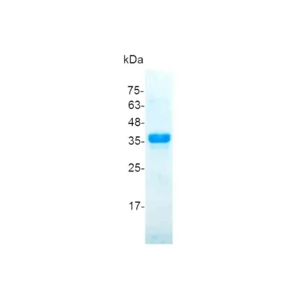 FGF-22, Human - Image 2
