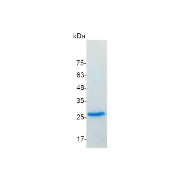 FGF-23, Human - Image 2