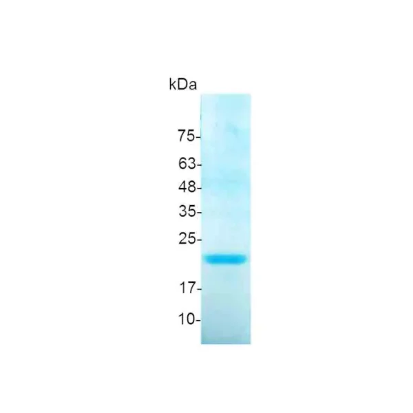 FGF-4, Human - Image 2