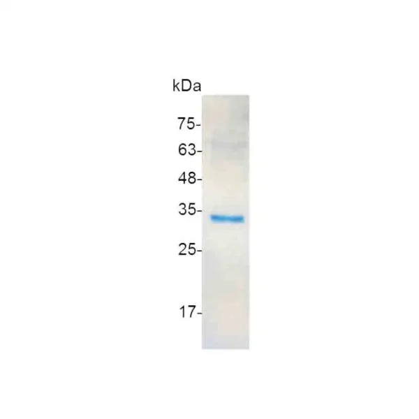 FGF-5, Human - Image 2