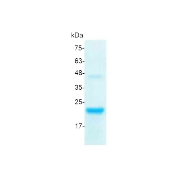 FGF-8a, Human - Image 2