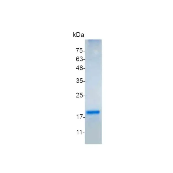 FasL, Mouse - Image 2