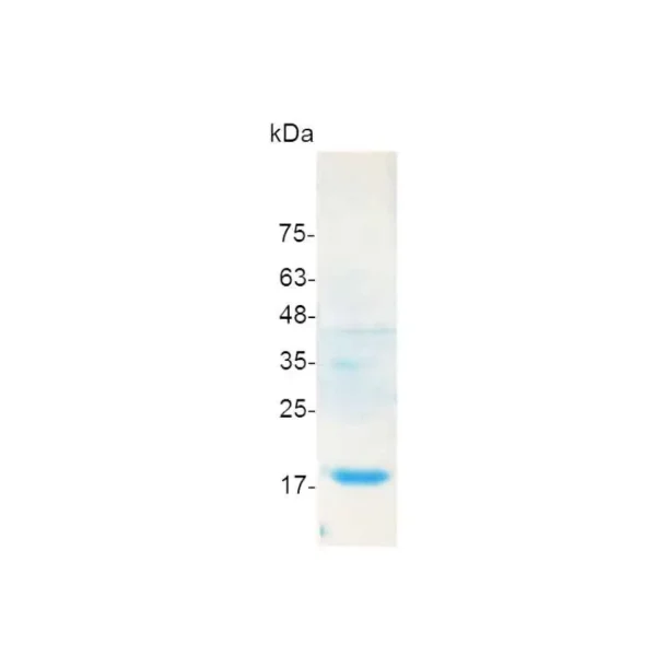 Flt-3 Ligand, Human - Image 2