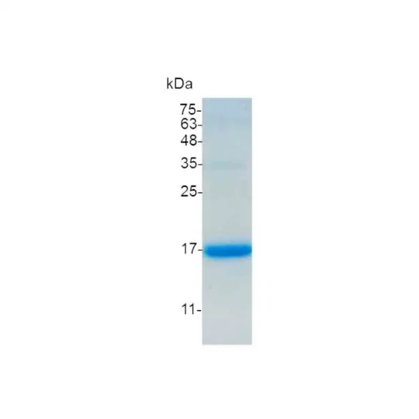 Flt-3 Ligand, Swine - Image 2