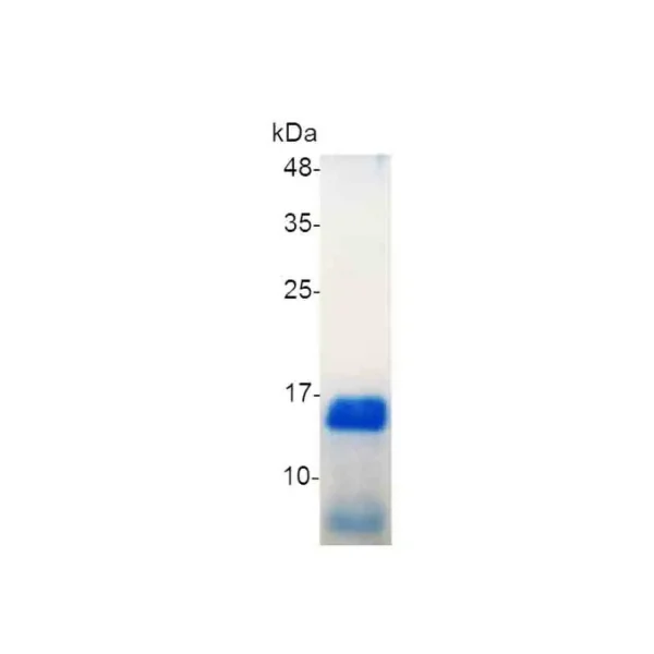 GDNF (Glial-derived neurotrophic factor), Human - Image 2