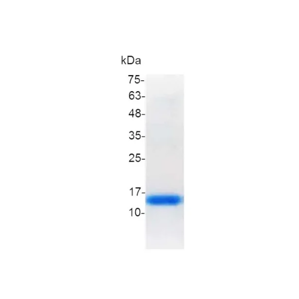 Galectin-1, Human - Image 2