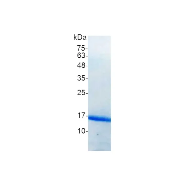 Galectin-10, Human - Image 2