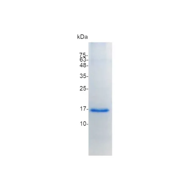 Galectin-14, Human - Image 2