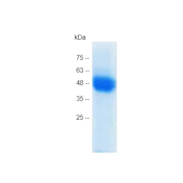 HMGB1 C23AC45A, Human (mammalian cell expression) - Image 2