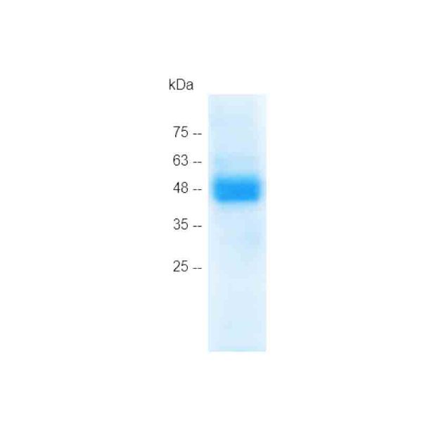 HMGB1 C23AC45AC106A, Human(mammalian cell expression) - Image 2