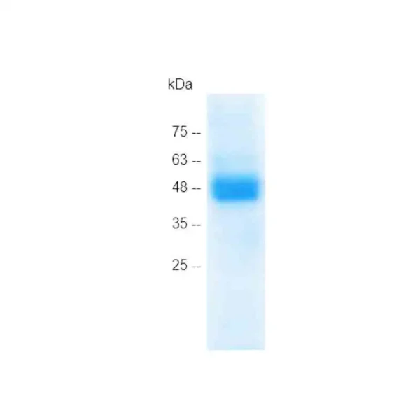 HMGB1 C23AC45AC106A, Human(mammalian cell expression) - Image 2