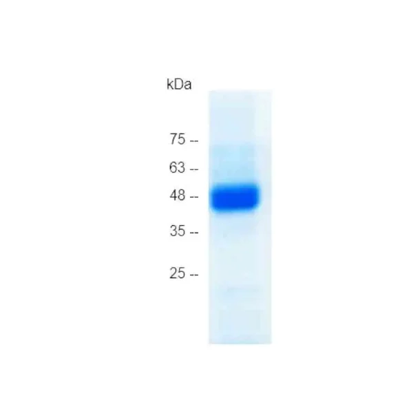 HMGB2, Human (mammalian cell expression) - Image 2