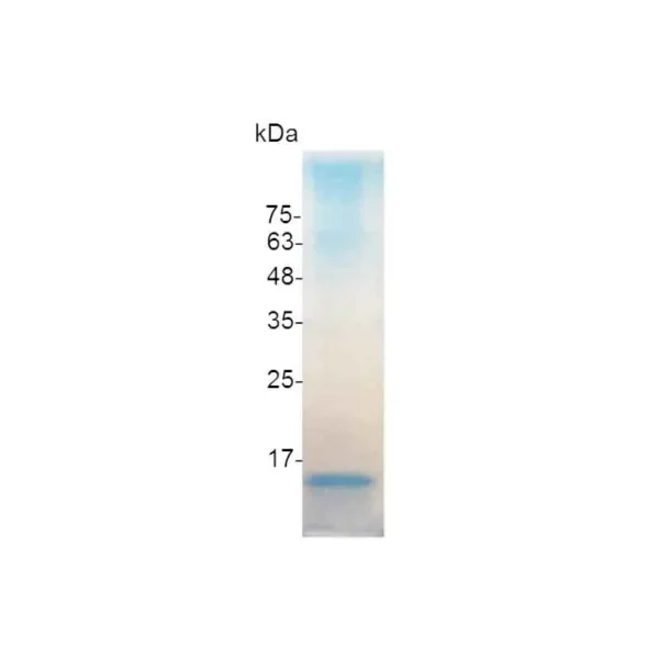 IFN beta 1a, Human - Image 2