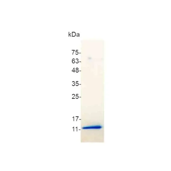 IGF-I, Mouse - Image 2
