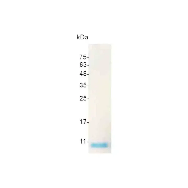 IGF-I, Swine - Image 2