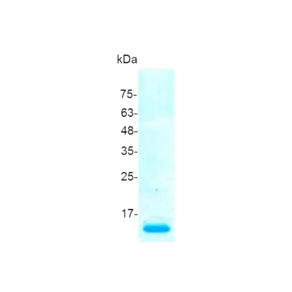 IGF-II, Human - Image 2