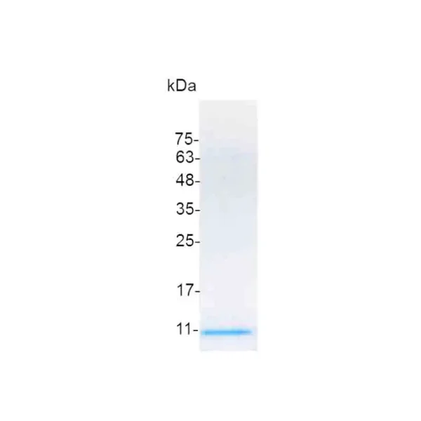 IGF-II, Mouse - Image 2