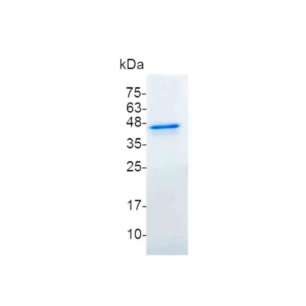 IL-12 p40, Mouse - Image 2
