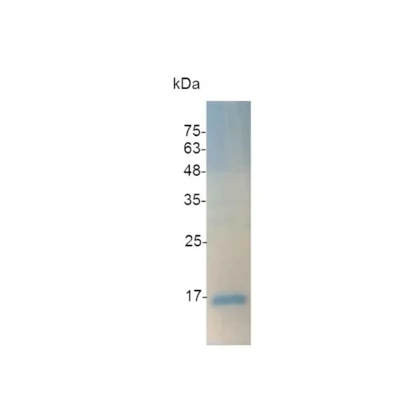 IL-4, Human - Image 2