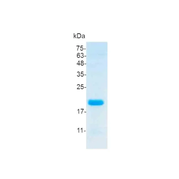 CXCL11, Swine - Image 2