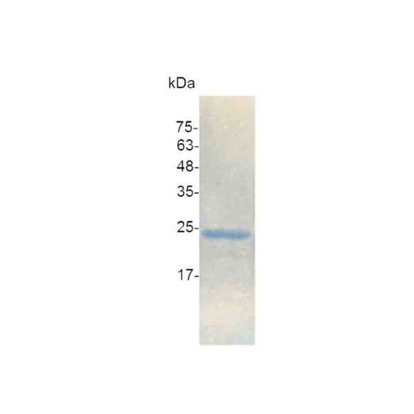 IL-11, Human - Image 2
