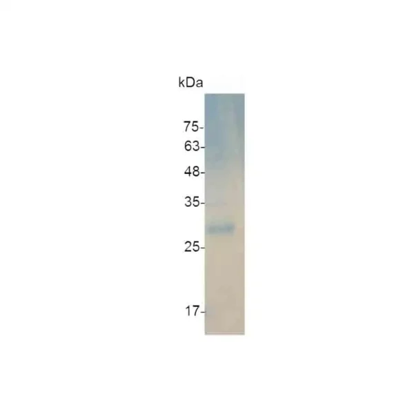 IL-12 p35, Human - Image 2