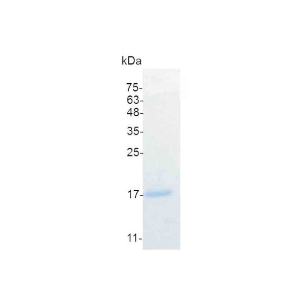 IL-15, Mouse - Image 2