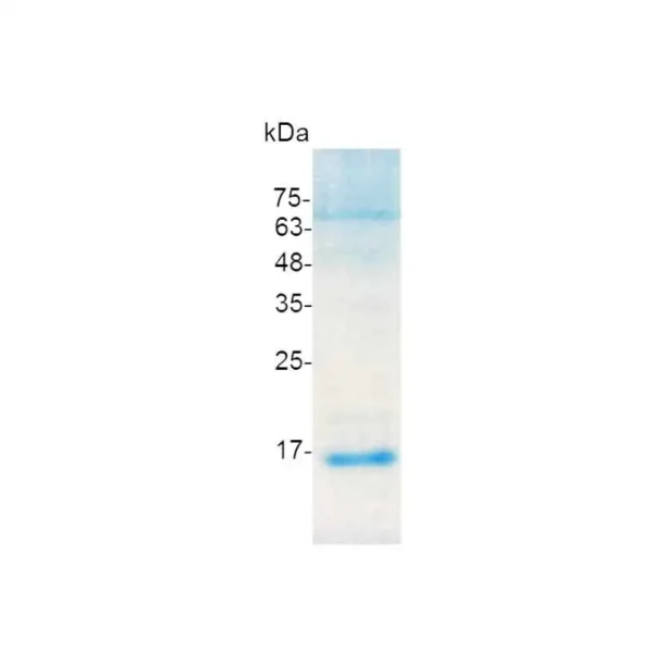 IL-15, Human - Image 2
