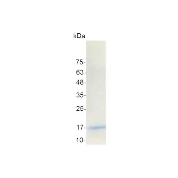 IL-17A, Human - Image 2