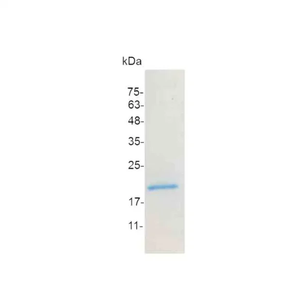 IL-17A, Swine - Image 2