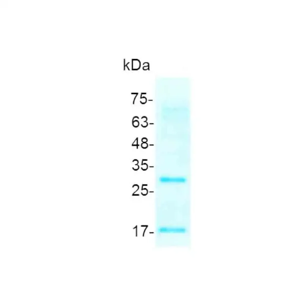 IL-17D, Human - Image 2