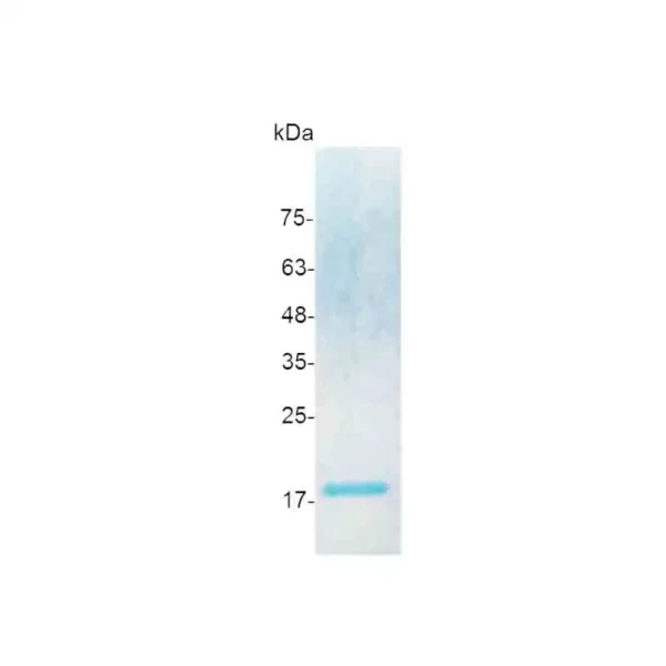 IL-17F, Human - Image 2