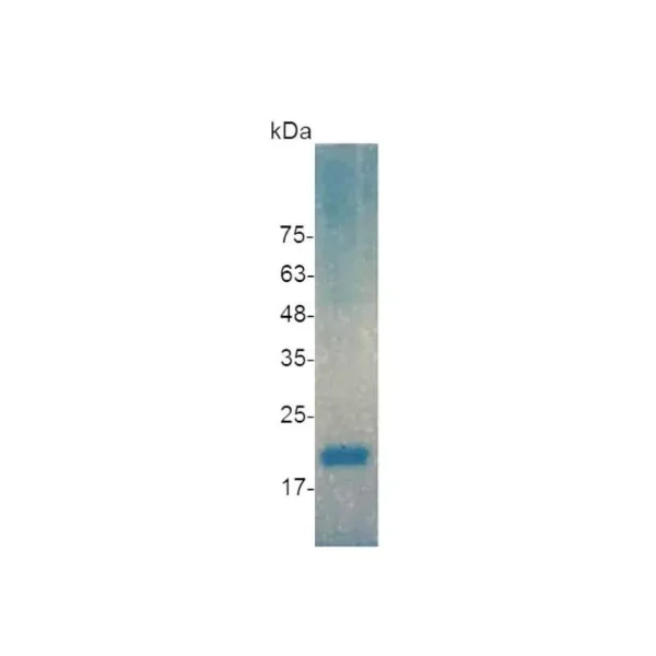 IL-18, Human - Image 2
