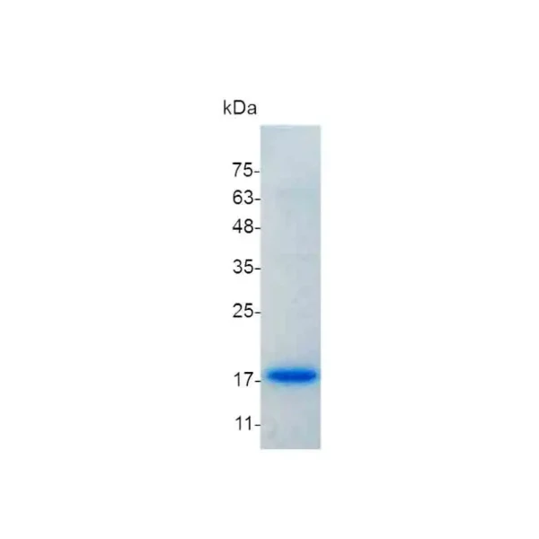 IL-18, Mouse - Image 2