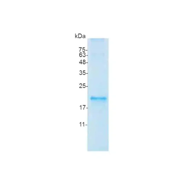 IL-19, Mouse - Image 2