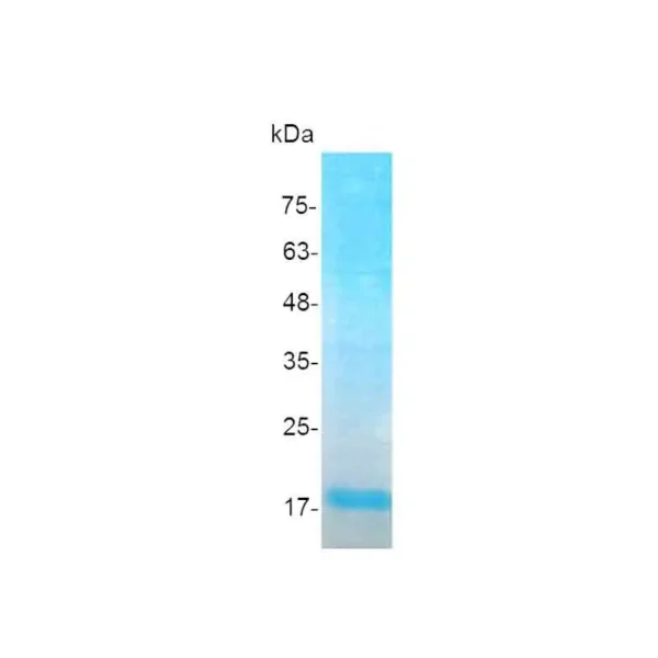 IL-23 p19, Human - Image 2