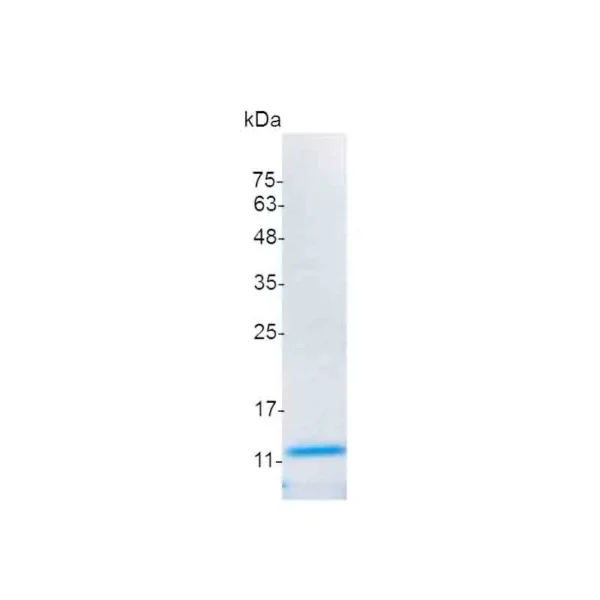IL-5, Mouse - Image 2