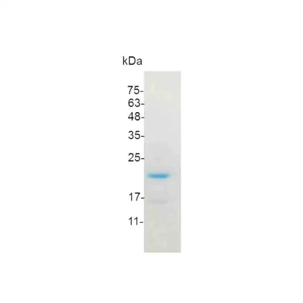 IL-6, Swine - Image 2