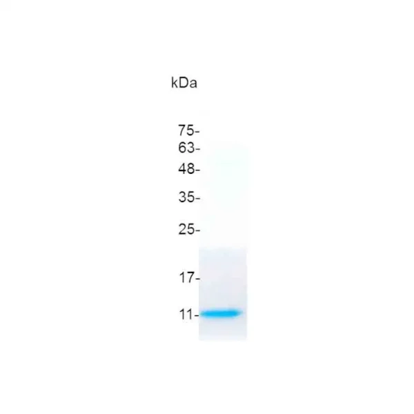 IL-8, Swine - Image 2