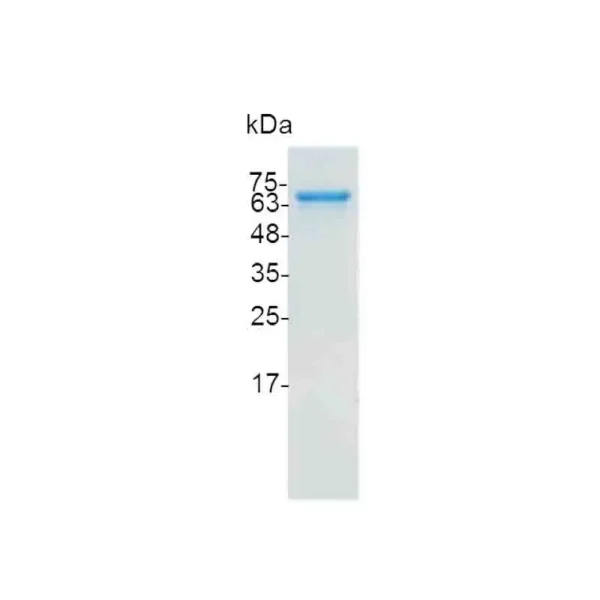 MMP2 (active), Human - Image 2