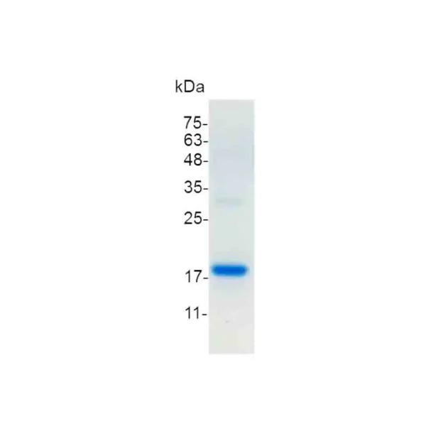 Midkine, Mouse - Image 2