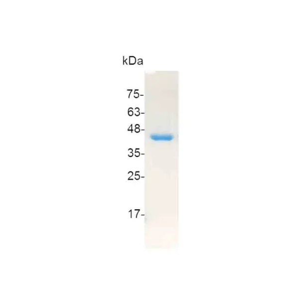 OGG1, Human - Image 2